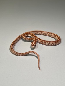 Полози Маїсовий, Тонкохвостий