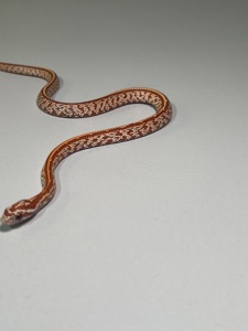 Полози Маїсовий, Тонкохвостий