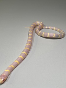 Королівська каліфорнійська змія