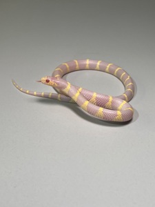 Королівська каліфорнійська змія