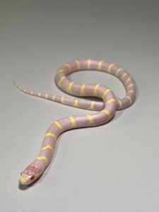 Королівська каліфорнійська змія