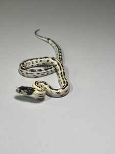 Королівська каліфорнійська змія