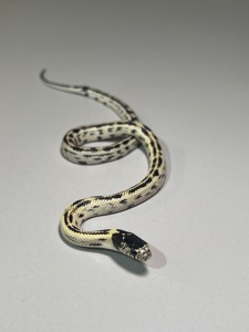 Королівська каліфорнійська змія