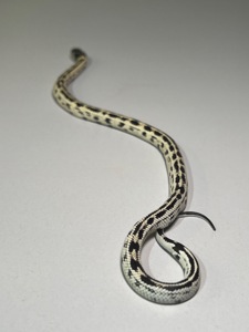 Королівська каліфорнійська змія