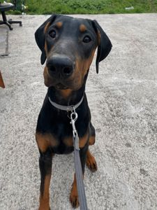 Віддам в добрі руки