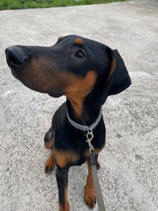 Віддам в добрі руки