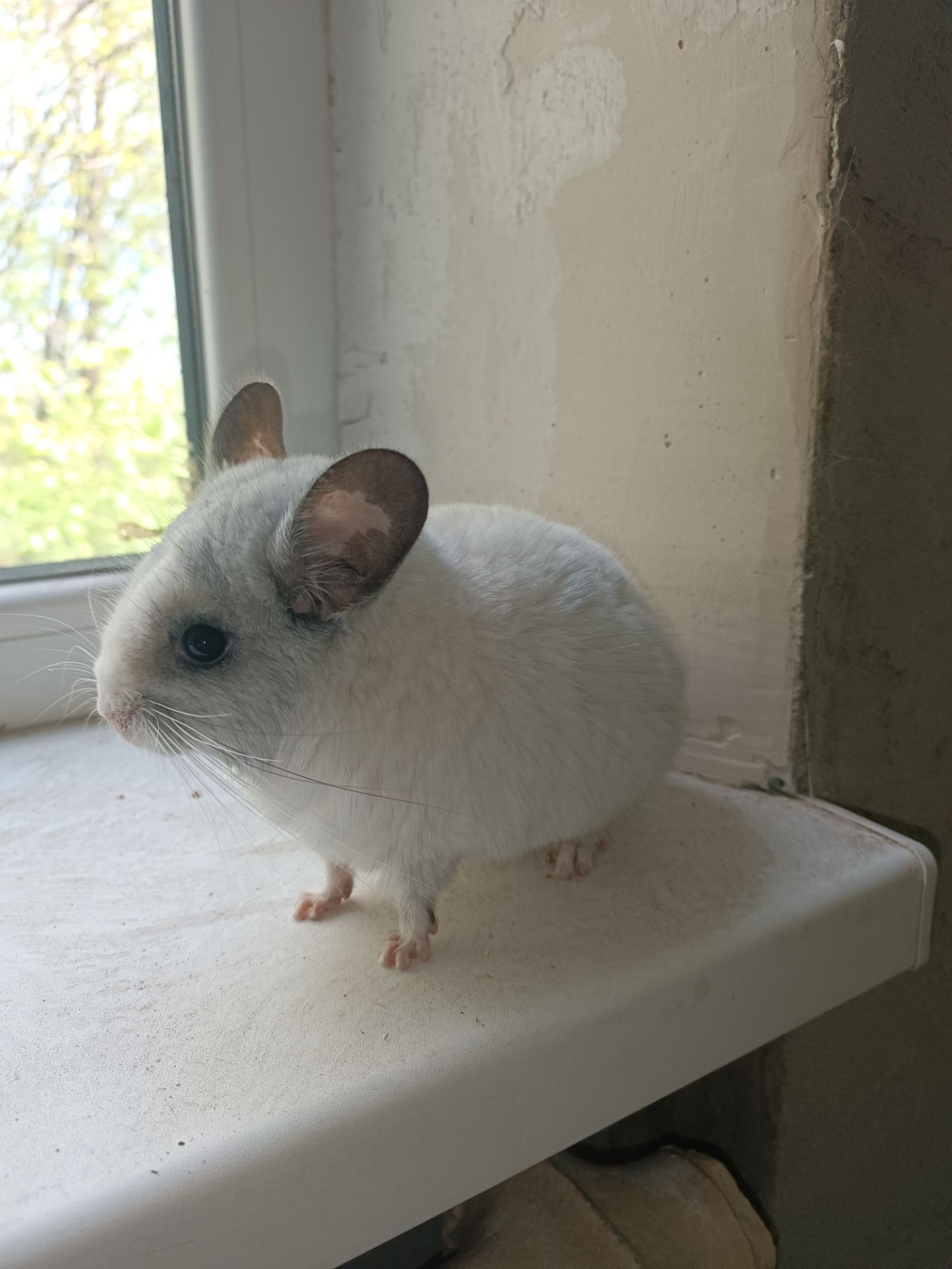 Продаю шиншил