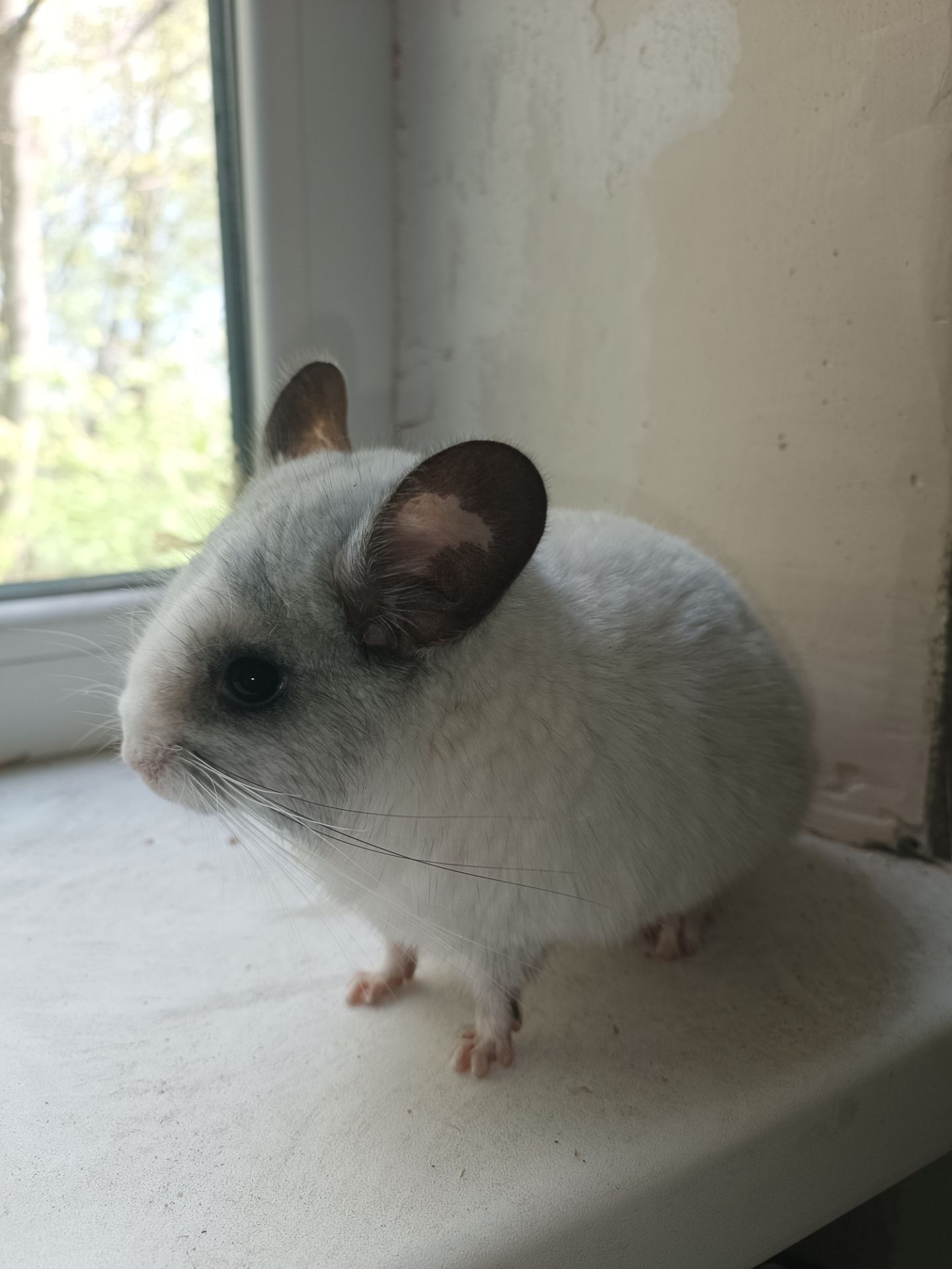 Продаю шиншил