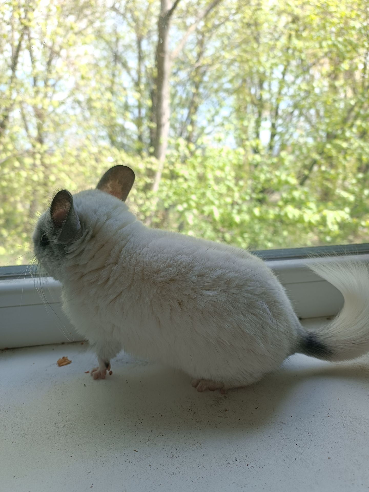 Продаю шиншил