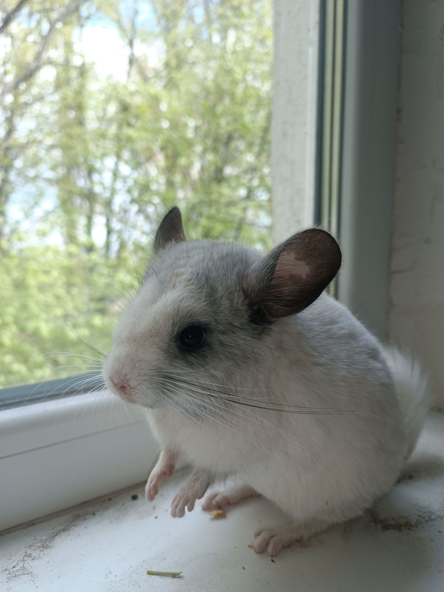 Продаю шиншил