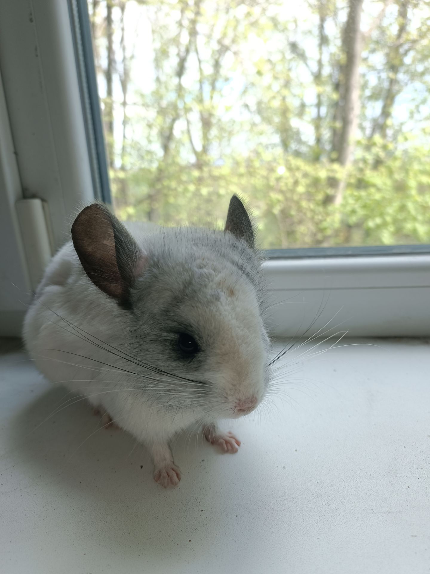 Продаю шиншил