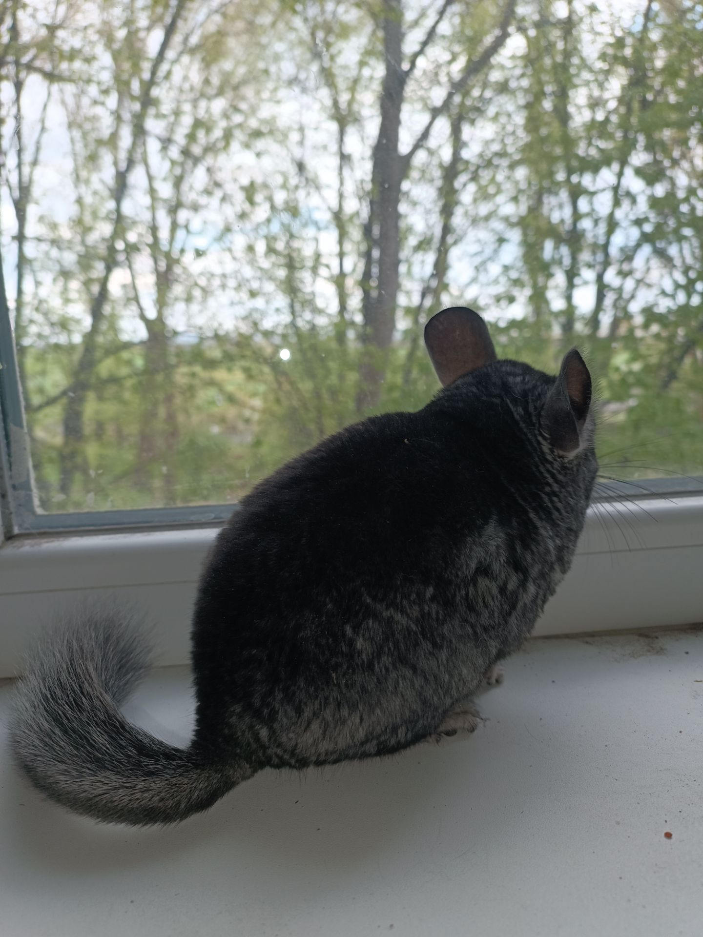 Продаю шиншил