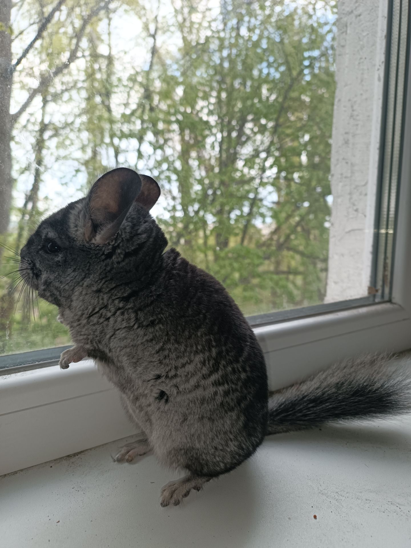 Продаю шиншил