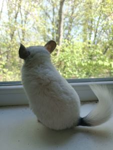 Продаю шиншил