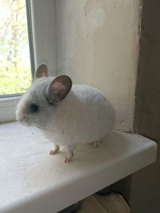 Продаю шиншил