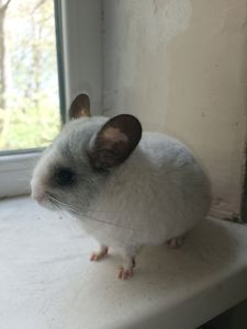 Продаю шиншил