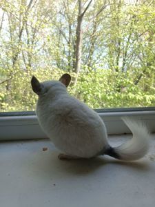 Продаю шиншил