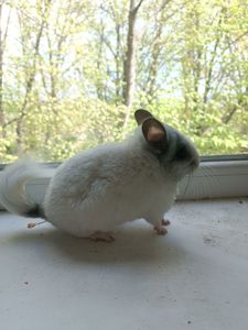 Продаю шиншил