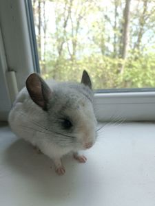 Продаю шиншил