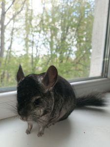 Продаю шиншил