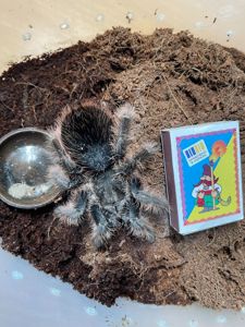 Brachypelma albopilosum
