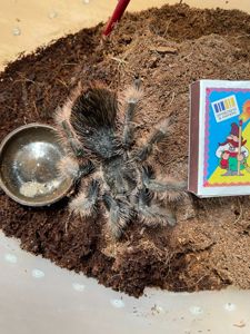Brachypelma albopilosum