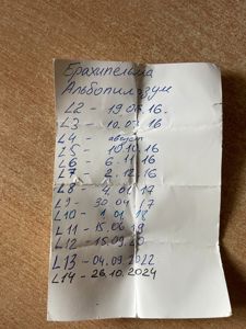 Brachypelma albopilosum