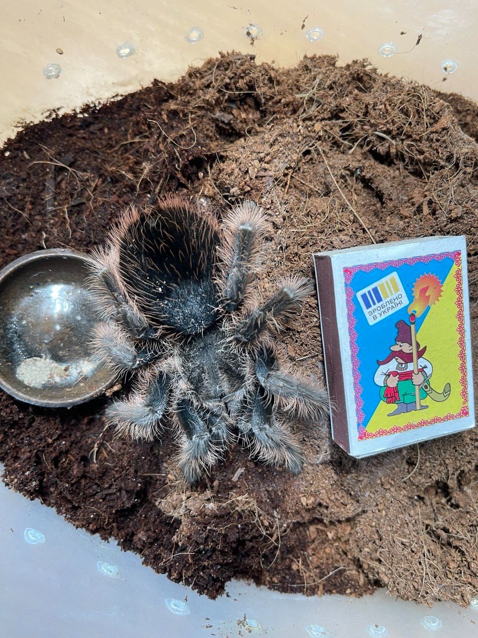 Brachypelma albopilosum