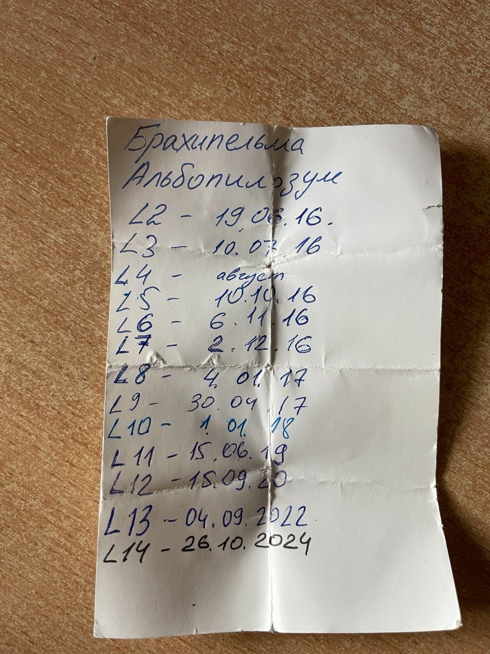 Brachypelma albopilosum