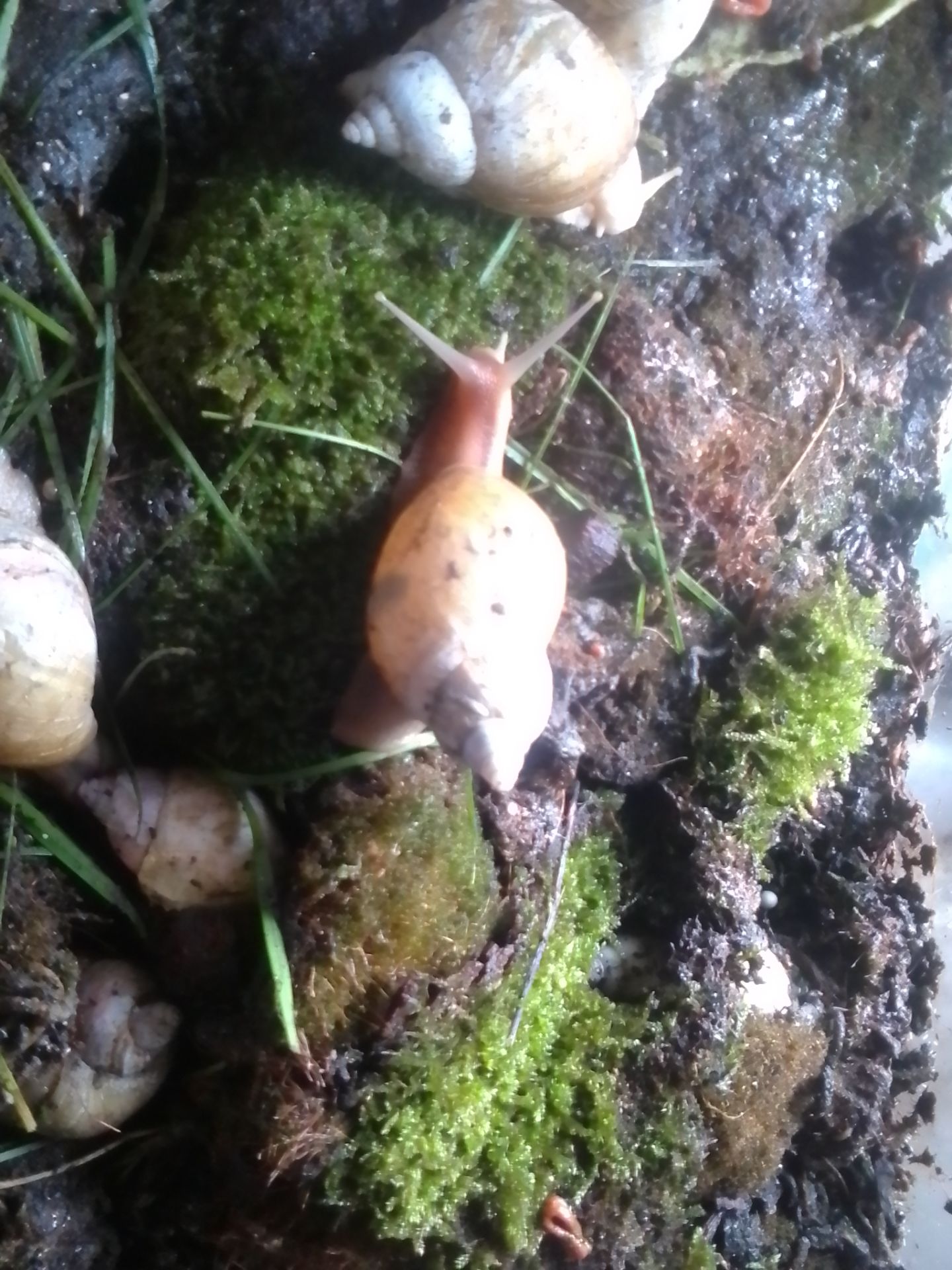 Ахалтіна їганська