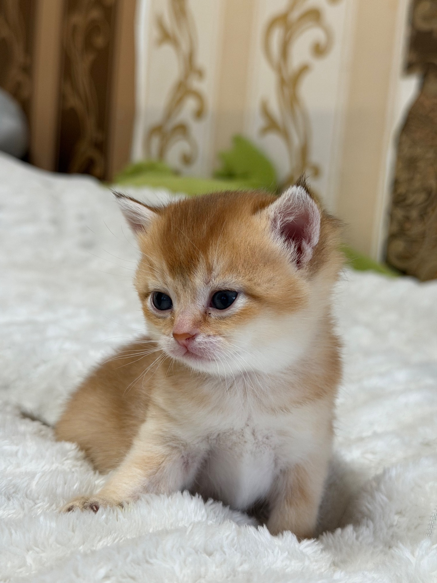 Золота шиншила