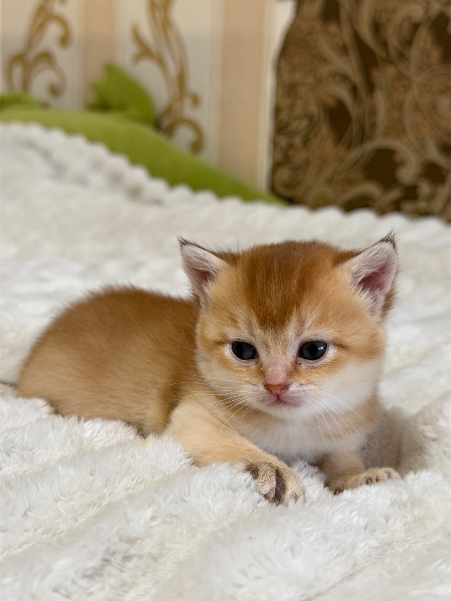 Золота шиншила