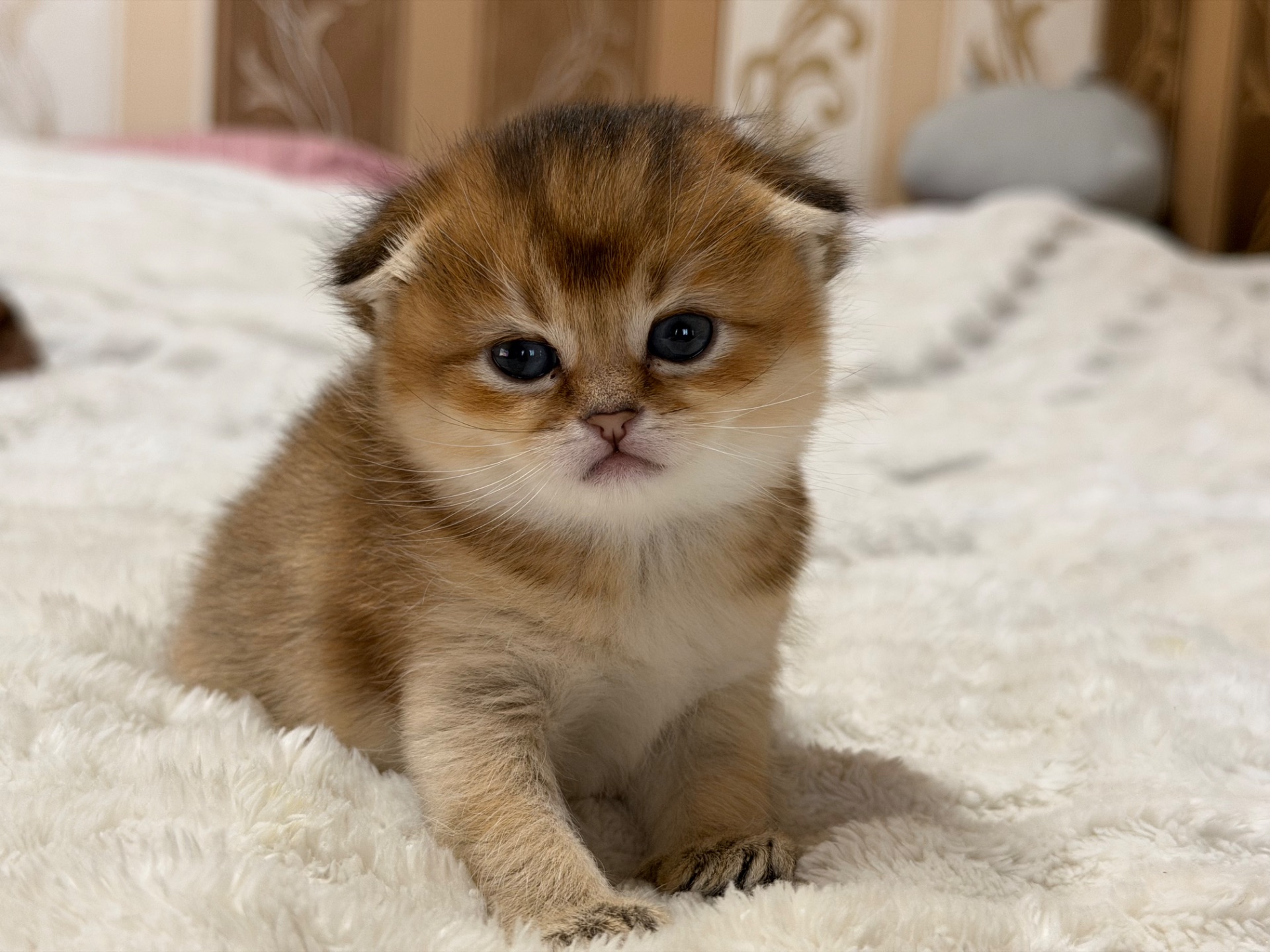 Золота шиншила