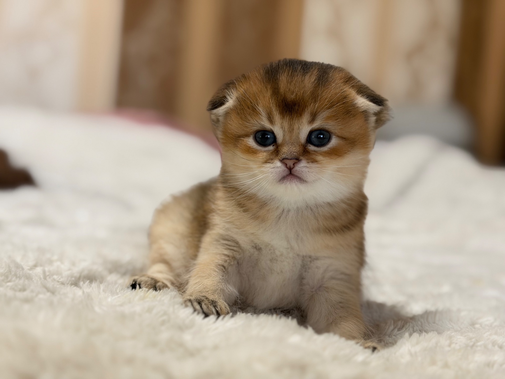 Золота шиншила