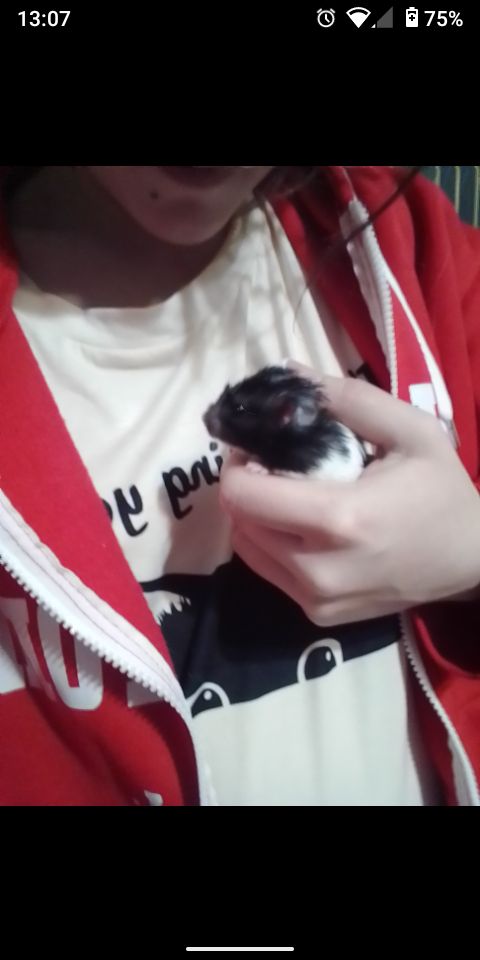 Морські свинки)