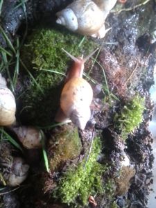 Ахалтіна їганська