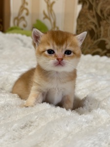 Золота шиншила