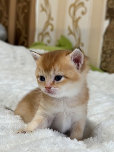 Золота шиншила