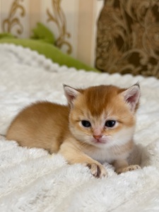 Золота шиншила