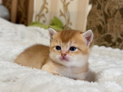 Золота шиншила