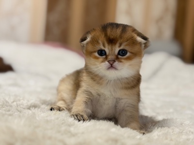 Золота шиншила