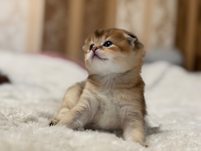 Золота шиншила