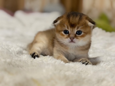 Золота шиншила