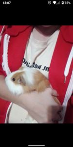 Морські свинки)