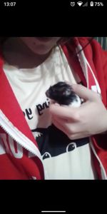 Морські свинки)