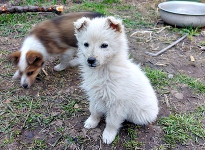 Цуценя Умка, дівчинка