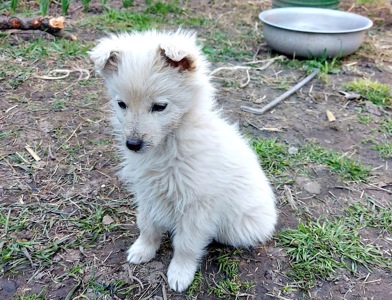 Цуценя Умка, дівчинка