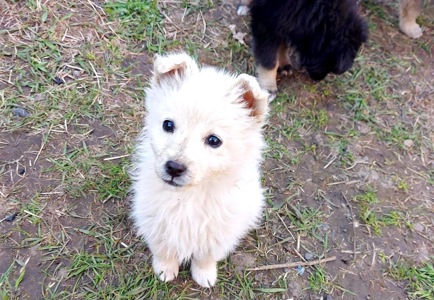 Цуценя Умка, дівчинка