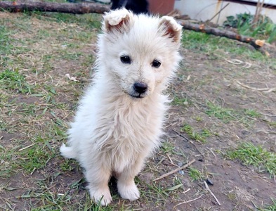 Цуценя Умка, дівчинка