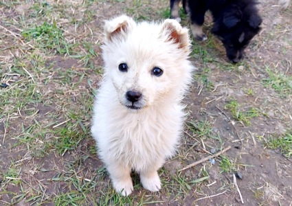 Цуценя Умка, дівчинка